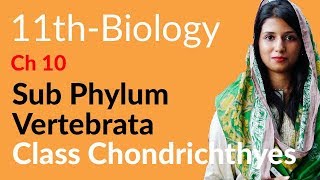 FSc Part 1 Biology Ch 10  Explain Class Chondrichthyes  11th Class Biology [upl. by Mclaurin]