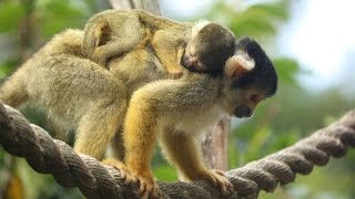 Adorable baby squirrel monkey [upl. by Asiel]