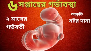 ৬ সপ্তাহ গর্ভাবস্থায় শিশুর গঠন6 weeks pregnancy bangla২ মাসের গর্ভবর্তী6 weeks pregnant [upl. by Chenee]