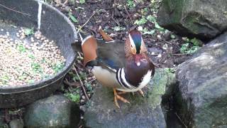 Mandarin Duck  Pato mandarín  Canard mandarin  Anatra mandarina  Mandarynka [upl. by Eckel629]