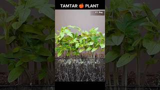 ऐसे तैयार होता हे टमाटर।। 25 Days Tomato Timelapse 🍎☘️ timelapse entertainment shorts tomato [upl. by Constanta]