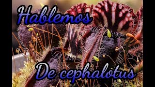 Hablemos de Cephalotus [upl. by Norek]