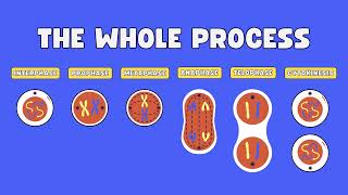 what is mitosis  what is mitosis and its phases  what is mitosis cell division  Biology Basics [upl. by Nwahsed445]