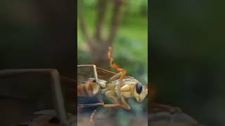 Colorado potato beetle Hornets Latrodectus tredecimguttatu Treehoppers [upl. by Lemrac]