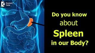 What is Spleen Causes Signs Symptoms of enlarged spleen  Dr Ravindra B S [upl. by Ardena442]