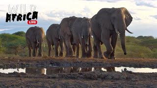 Enjoy African Wildlife  Wild Africa LIVE [upl. by Arni]