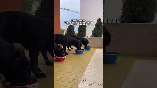 Chomping ritual of our staffies staffy staffylovers dogoftheday dogs dogshortvideo puppy [upl. by Perni]