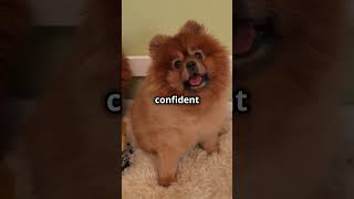 Chow Chow beautifulthailand pets pettravel dogbreed travel puppy petfriendlytravel cat [upl. by Ralf]