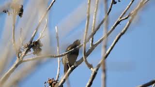 RedWinged Blackbird clicking and singing bird call [upl. by Brenna]