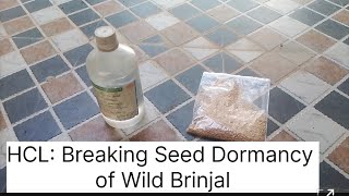 Use of Hydrochloric Acid for Breaking Seed Dormancy of Wild Brinjal Turkey berry Solanum torvum [upl. by Drews573]