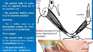 44 DIGASTRIC MUSCLE [upl. by Eoz]