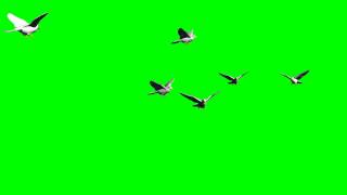 flock of birds  greenscreen effects  free use [upl. by Toft905]