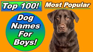 Top 100 Dog Names For Boys with Meanings and Origins [upl. by Orodisi]