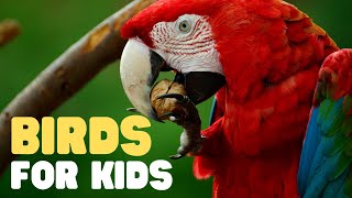 Birds for Kids  Learn all about Birds in this fun introduction to these great animals [upl. by Winikka]