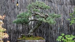 Histoire darbre  un Pin Sylvestre  History of the tree a pine sylvestris [upl. by Brenk]