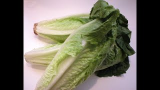 Lettuce 101  Nutrition and Health Benefits of Lettuce [upl. by Bac]