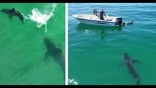 Great White Shark Approaches Spear Fishermen In One of the Closest Encounters Yet [upl. by Nosemyaj]