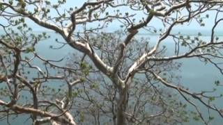 Amazing Tree Chandi Ka Ped Kullu  Sterculia urens  Ladys Leg Tree Chhattisgarh Forest [upl. by Masha729]