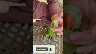 How to HandFeed RingneckAlexandrine Chicks How to Make HandFeeding Formula Tips amp info in Hindi [upl. by Durr]