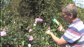 How to Get Rid of Bindweed  Video  Roundup Weedkiller [upl. by Nuahsed]