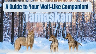 🐺 Tamaskan Unleashed A Complete Guide to Your WolfLike Companion 🌲🐾 [upl. by Drugi]