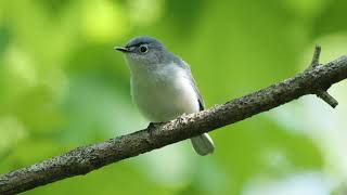 Blue Gray Gnatcatcher [upl. by Damas219]