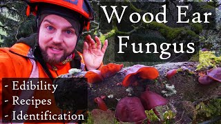 Wood Ear  Jelly Ear Fungus Auricularia auriculajudae Identification Edibility amp Recipe Ideas [upl. by Encratia]