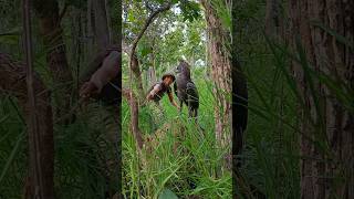 Wandering man in the forest finds a ferocious eagle02 wildbirds nature wildwater animals [upl. by Adnilak660]