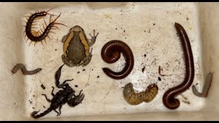 Horrible One Giant Centipede Captured  with Wild Millipedes and other Poison Insects in evening [upl. by Myrle]