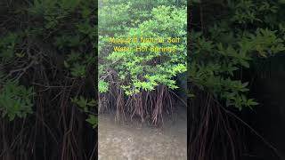 NATURAL SALT WATER HOT SPRINGS shortvideo shortvideo maquinit coronpalawan [upl. by Yvor]