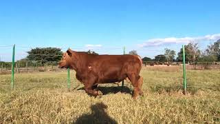 9 L 10  Semental Brangus Rojo de Registro en Venta por Rancho Los Nogales [upl. by Amaleta]