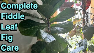 How to grow and care for Fiddle leaf fig [upl. by Paterson]