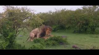 lions mating its mating season [upl. by Valene]