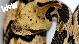 The beautiful Canebrake Rattlesnake [upl. by Philemon]