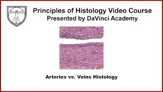 Arteries vs Veins Histology Cardiovascular 2 of 4 [upl. by Fugere]