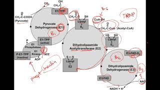 Pyruvate Dehydrogenase Complex  Biochemistry  19  First Aid USMLE Step 1 in UrduHindi [upl. by Garland]