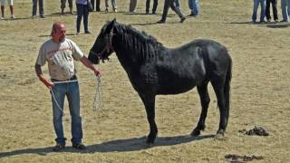 Caballos Losinos y Bretones Criales de Losa [upl. by Galateah]