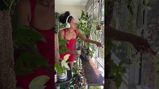 Propagation Station Reset 💫 gardening propagationstation youtubeshorts youtube [upl. by Akamahs]