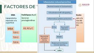 Curso Bacteriología Médica Aula Virtual Ureaplasma urealyticum [upl. by Neil]