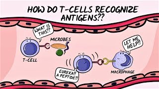 Q amp A How do Tcells recognize antigens [upl. by Yellat314]