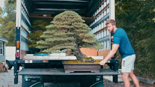 A Bittersweet Ending  US National Bonsai Exhibition 2023 [upl. by Gniw]