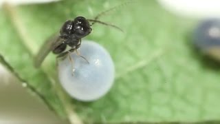 Parasitoid wasp chews its way out of a moth egg at The Caterpillar Lab [upl. by Hnaht]