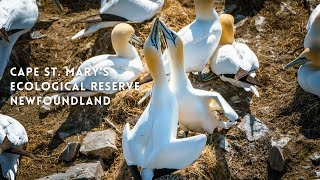 Northern Gannets  Cape St Marys Ecological Reserve Newfoundland Bird Rock [upl. by Yoc]