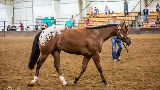 Minnesota 5050 Futurity [upl. by Horatio]