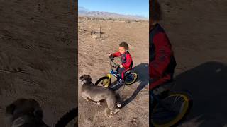 Dog Runs Over Kid🤣🤦pitbullfunnyfailsridingbikesviralshorts [upl. by Heber674]