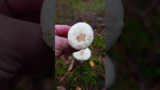 Muchomor cytrynowy łac Amanita citrina  grzyb trujący  niejadalny grzyby natura [upl. by Annahsat760]