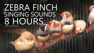 Zebra Finch Sounds CohewetCohewet [upl. by Adnarom976]