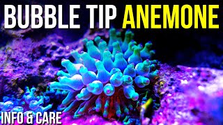 Bubble Tip Anemone Info and Care  How to Keep Bubble Tip Anemones [upl. by Rosabelle]