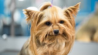 How Long Do Yorkshire Terriers Live [upl. by Judy]