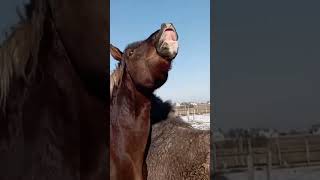 The mares were released to meet the stallion । Коневодство [upl. by Ahsiuqal]